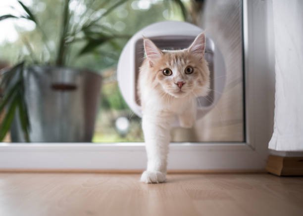 Our Pet Door & Pet Flap Installation Process